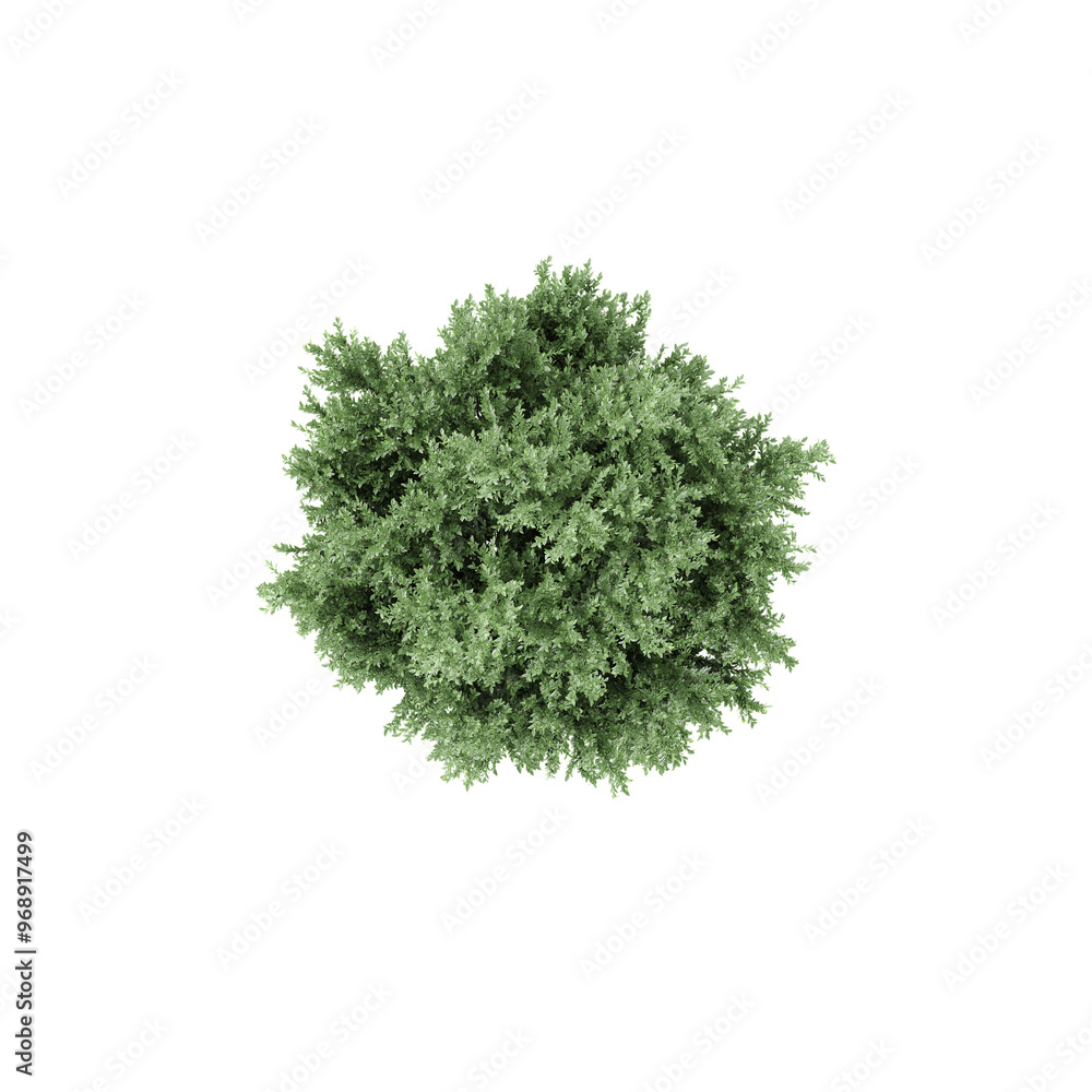 Fototapeta premium Top view of Common juniper Plant isolated on transparent Canvas