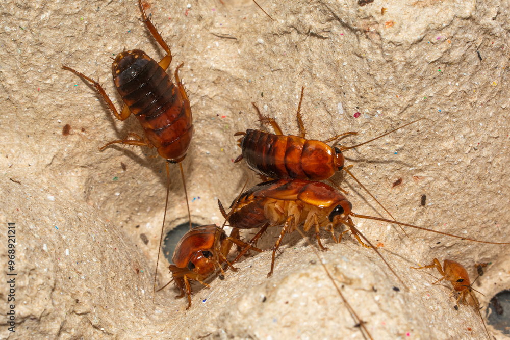 Obraz premium Red runner cockroach, Close-up cockroach insects commonly used as pet food.
