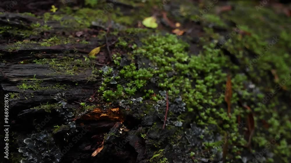 Moss-Covered Log in Rainforest Moss-Covered Log in Rainforest