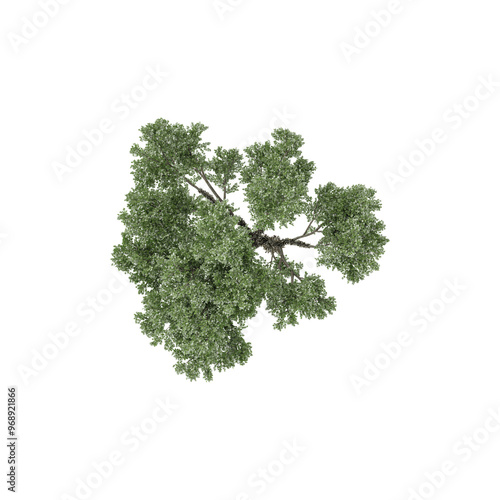 3D rendering of Topview of Populus sect Aigeiros Plant in transparent Canvas photo