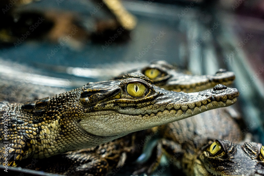 Fototapeta premium Baby crocodile in the exhibition at zoo, Close-up yellow eye of baby crocodile