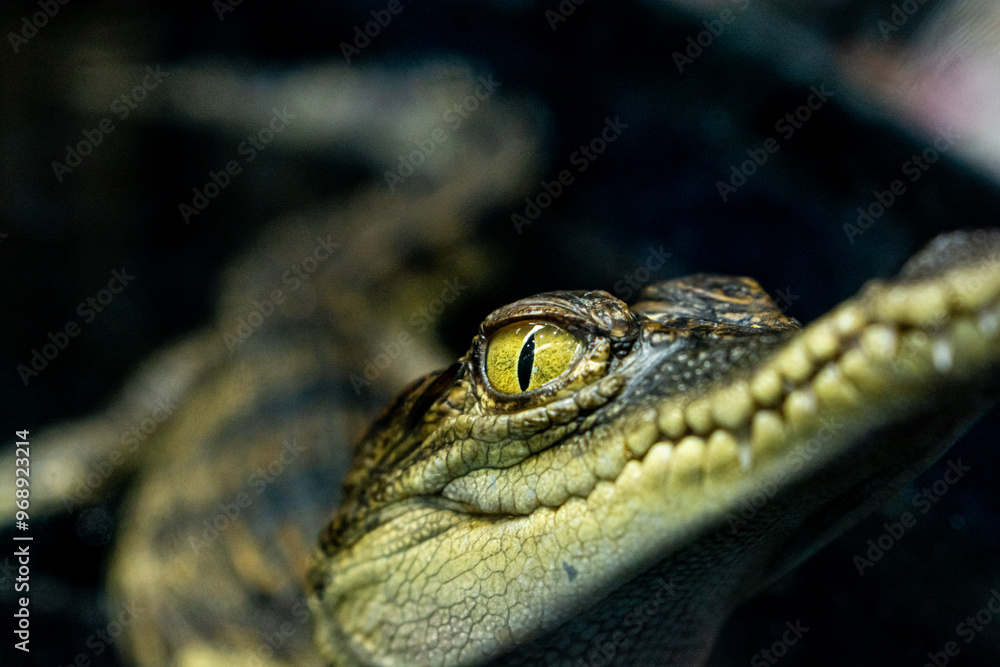 Fototapeta premium Close-up Baby crocodile in the exhibition at zoo, Close-up yellow eye of baby crocodile