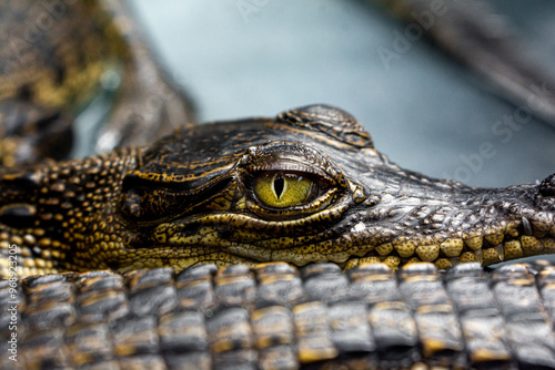 Close-up Baby crocodile in the exhibition at zoo, Close-up yellow eye of baby crocodile