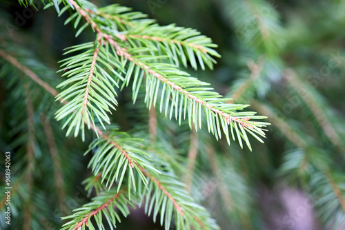 Green sprout of the European spruce. Picea abies, the Norway spruce or European spruce species of spruce native to Northern, Central and Eastern Europe.