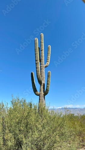 cactus in desert