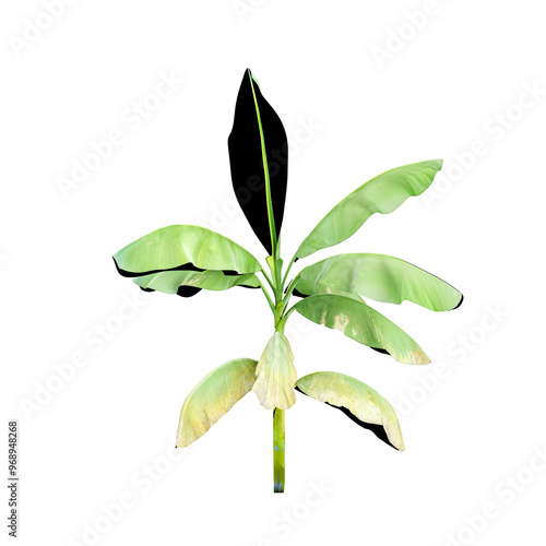 3d illustration of Hardy banana plant isolated on transparent canvas