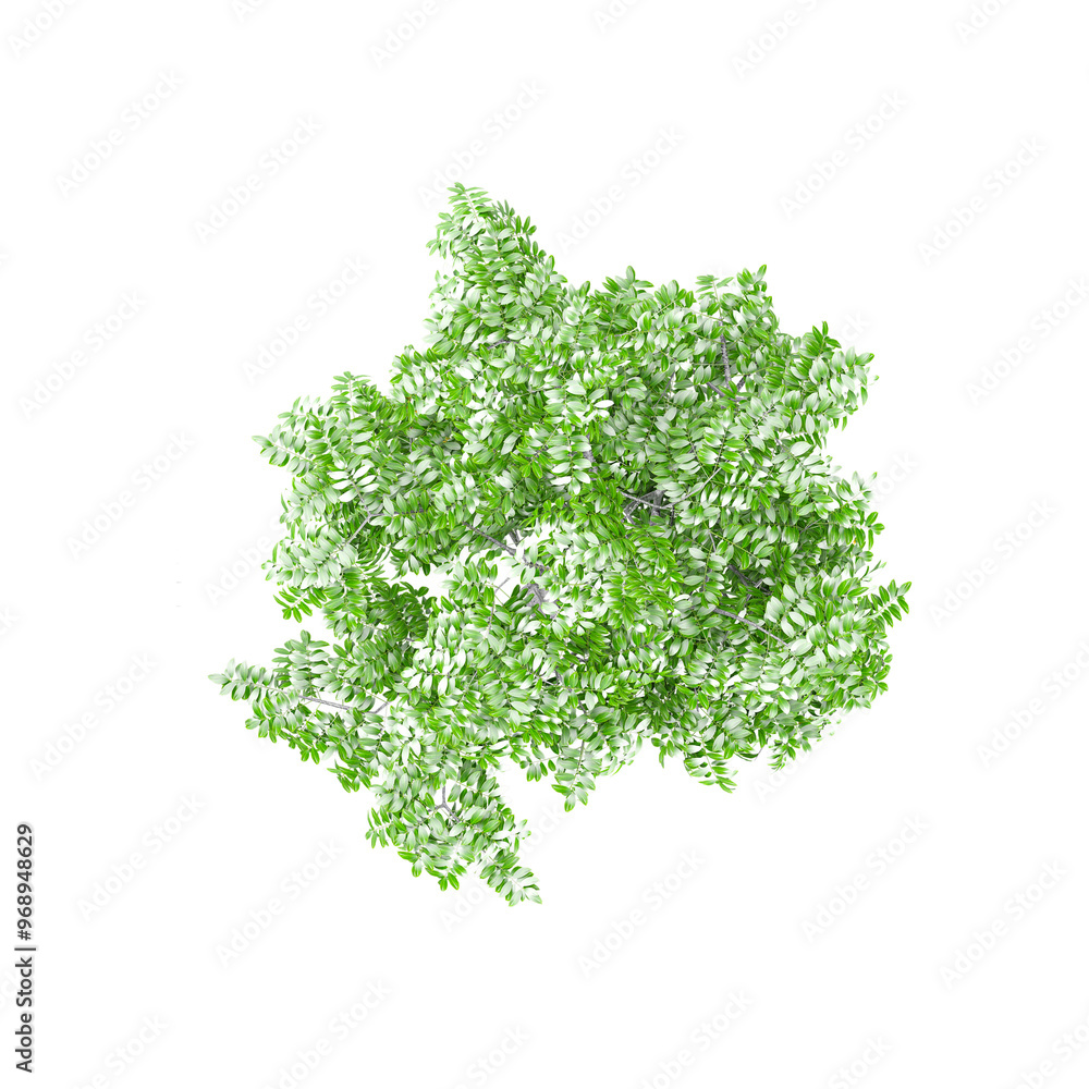 Fototapeta premium Top view of Acacia plant isolated on transparent Canvas