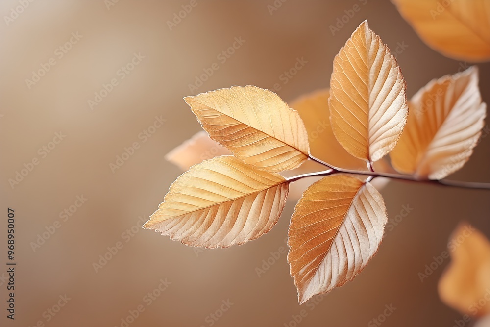 This is a source image that can be used in a design featuring brown leaves with an autumn feel on a brown background. This is a source image that can be used in a design featuring brown leaves with an autumn feel on a brown background.
