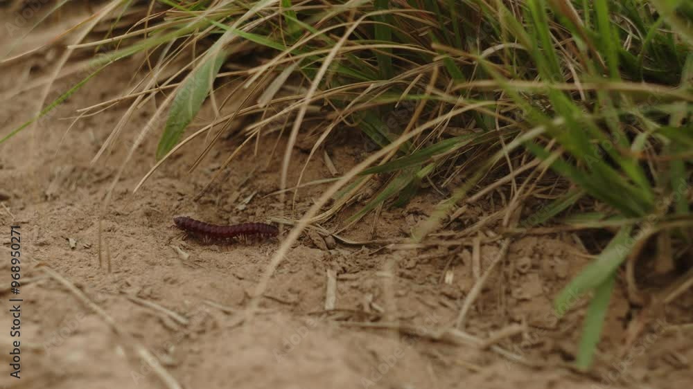 Red flat-backed millipede from the Chelodesmidae family slowly walking on the ground Red flat-backed millipede from the Chelodesmidae family slowly walking on the ground