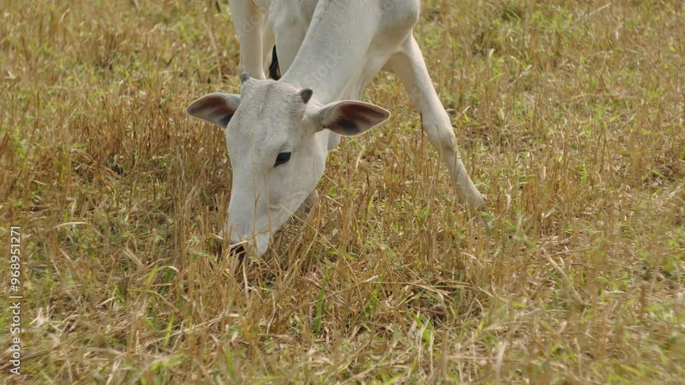 close-up of a heifer grazing contentedly in the field close-up of a heifer grazing contentedly in the field