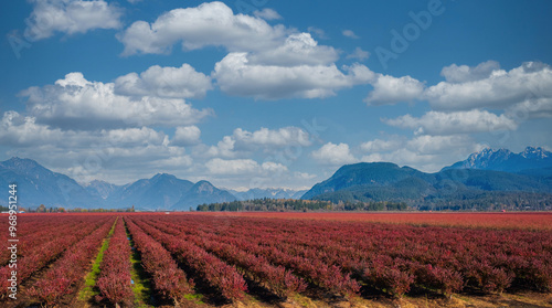 Blueberry field and mountains in the distance in British Columbi photo