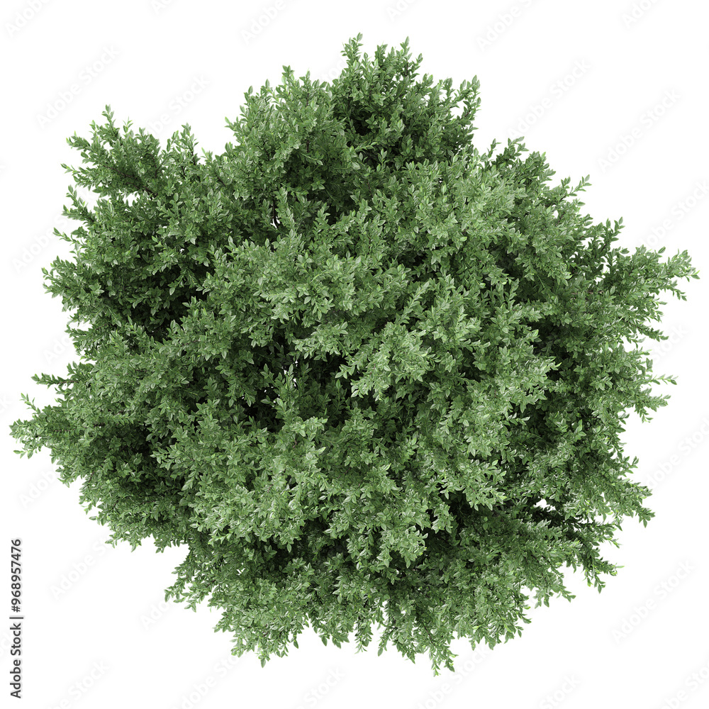 Obraz premium collection of Juniper plant isolated on transparent Canvas from the top view
