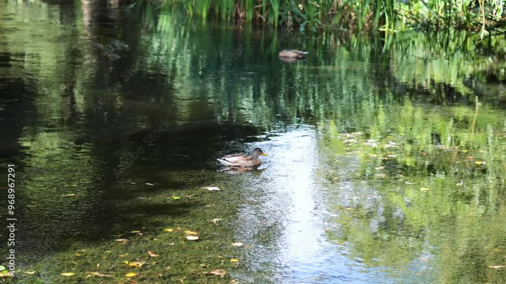 Duck Swimming in Garden Pool Duck Swimming in Garden Pool