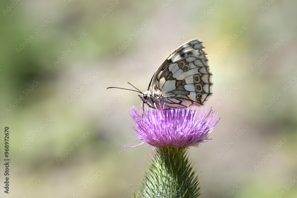 Obraz premium butterfly on thistle