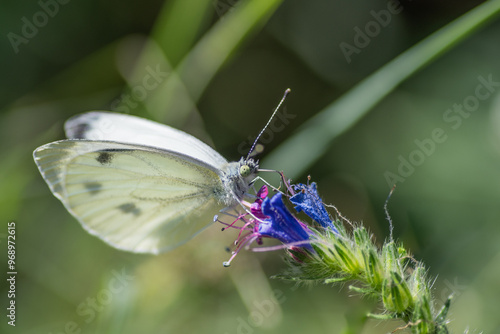 butterfly on a flower