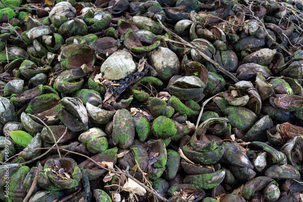 Detailed closeup of discarded coconut shells in a tropical setting, with an abstract arrangement of green moss and natural fibers, offering a rich texture for backgrounds, artwork, agricultural Detailed closeup of discarded coconut shells in a tropical setting, with an abstract arrangement of green moss and natural fibers, offering a rich texture for backgrounds, artwork, agricultural