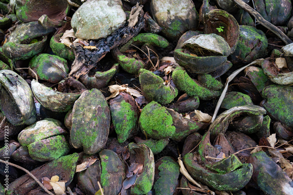 Detailed closeup of discarded coconut shells in a tropical setting, with an abstract arrangement of green moss and natural fibers, offering a rich texture for backgrounds, artwork, agricultural Detailed closeup of discarded coconut shells in a tropical setting, with an abstract arrangement of green moss and natural fibers, offering a rich texture for backgrounds, artwork, agricultural