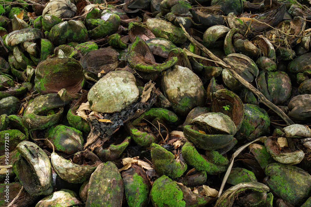 Detailed closeup of discarded coconut shells in a tropical setting, with an abstract arrangement of green moss and natural fibers, offering a rich texture for backgrounds, artwork, agricultural Detailed closeup of discarded coconut shells in a tropical setting, with an abstract arrangement of green moss and natural fibers, offering a rich texture for backgrounds, artwork, agricultural