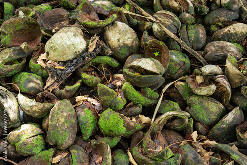 Detailed closeup of discarded coconut shells in a tropical setting, with an abstract arrangement of green moss and natural fibers, offering a rich texture for backgrounds, artwork, agricultural photo