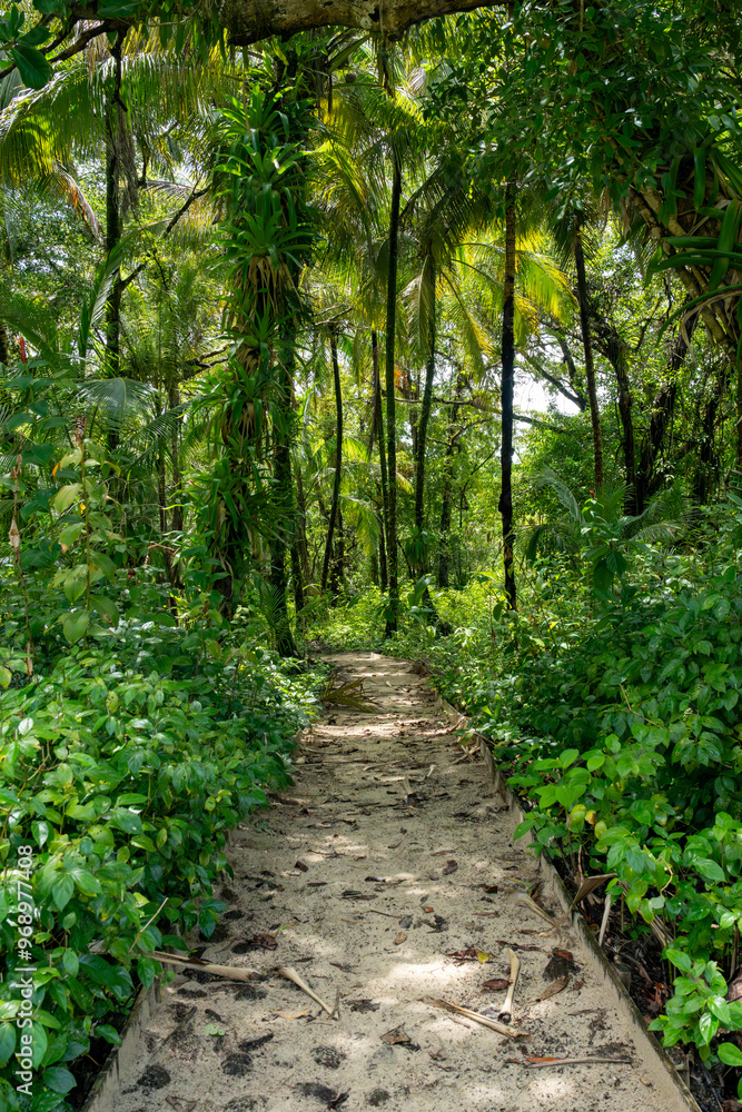Tranquil forest path surrounded by greenery and bathed in natural light, offering a peaceful escape into nature, perfect for walking, hiking, and enjoying the beauty of the natural environment Tranquil forest path surrounded by greenery and bathed in natural light, offering a peaceful escape into nature, perfect for walking, hiking, and enjoying the beauty of the natural environment