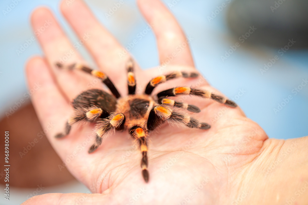 Obraz premium Tarantula spider on a man's hand close up. Tarantula spider as a pet.