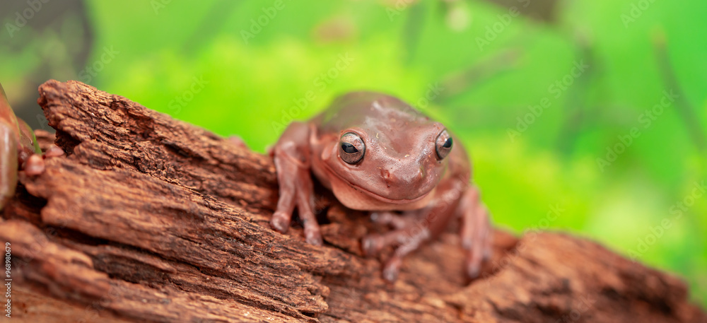 An Australian tree frog sits on the bark of a tree. The frog turns around and looks at the camera. An Australian tree frog sits on the bark of a tree. The frog turns around and looks at the camera.