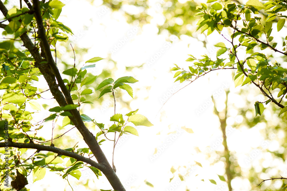 Fototapeta premium Green trees and grass in a countryside landscape