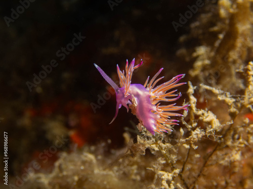 nudibranquio, submarinismo, buceo, submarino, oceano, mediterraneo, animal, vida marina, fotgrafia submarina, underwater, fotografia macro, flabellina affinis photo