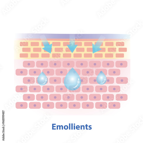 Emollients, type of moisturizer vector illustration isolated on white background. Cross section of skin barrier layer fill the gap between skin cells, replace missing lipids and reduce wrinkles.