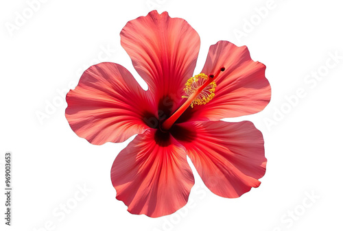 Vibrant Red Hibiscus Flower in Full Bloom, Isolated on White or Transparent PNG, Tropical Floral Beauty