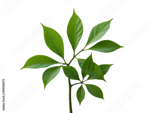 Fresh Green Leaves Branch Isolated on White or Transparent PNG, Natural Foliage Close-up