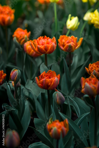 Close-up of a vibrant orange tulip with a soft focus background