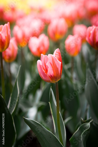 The beauty of nature captured in a field of pink tulips.