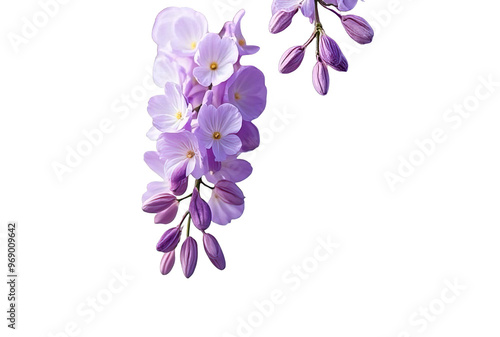 Wallpaper Mural Purple Wisteria Flower Cluster Isolated on White or Transparent PNG, Spring Blossom Torontodigital.ca