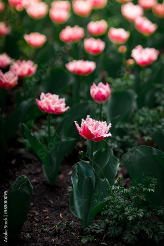 Pink tulip field
