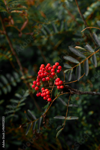 Red berries on a branch against green leaves