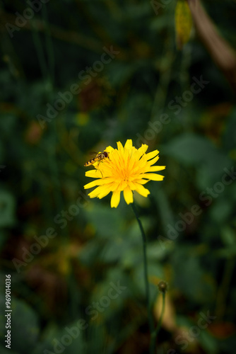 Bee on a yellow flower