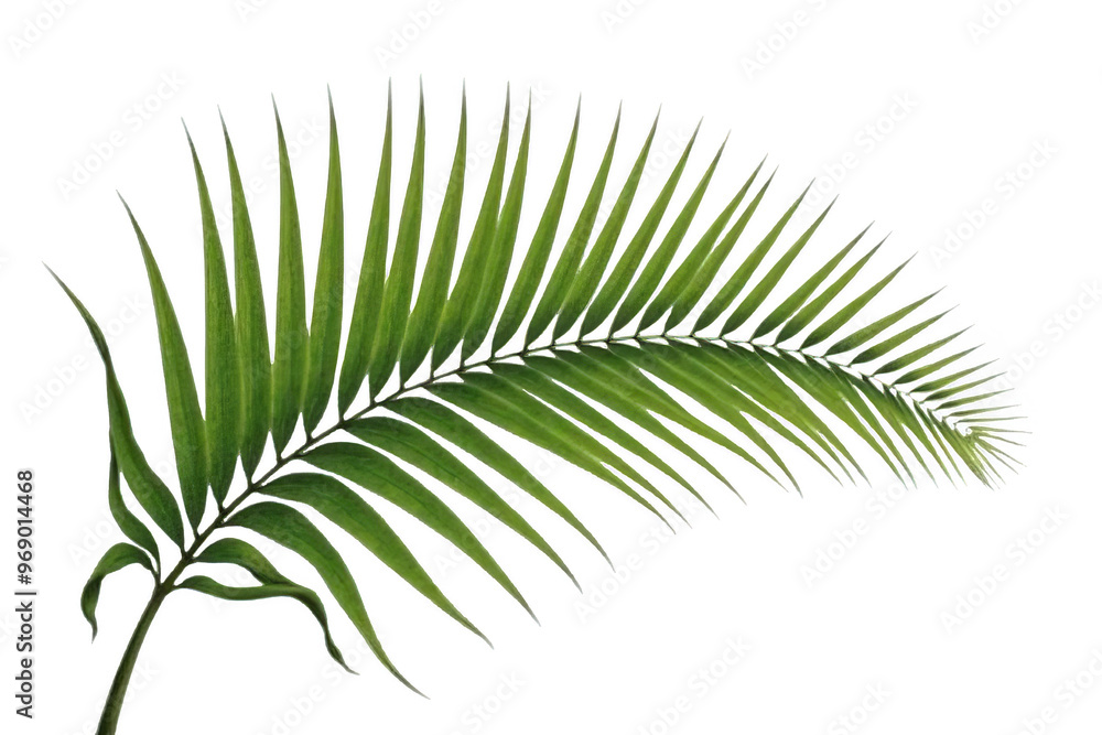 Curved Palm Frond with Detailed Leaflets, Isolated on White or Transparent PNG, Tropical Beach Symbol Curved Palm Frond with Detailed Leaflets, Isolated on White or Transparent PNG, Tropical Beach Symbol
