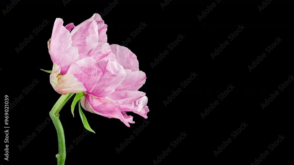 Pink Flower of Tree Peony Blooming in Time Lapse Close up on a Black Background. Beautiful Petals of Paeonia sect. Moutan Opens in Timelapse Pink Flower of Tree Peony Blooming in Time Lapse Close up on a Black Background. Beautiful Petals of Paeonia sect. Moutan Opens in Timelapse