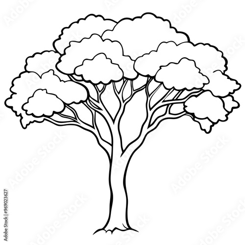 jacaranda tree outline coloring book page line art drawing