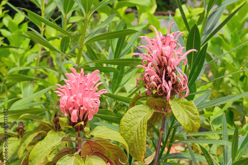 Jacobinia pink in garden. Brazilian plume flower. Tropical flowers in gardening. photo