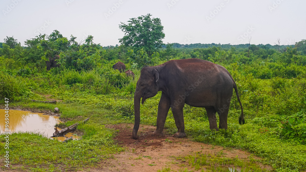 Fototapeta premium Sri Lankan elephant in Udawalawe National Park