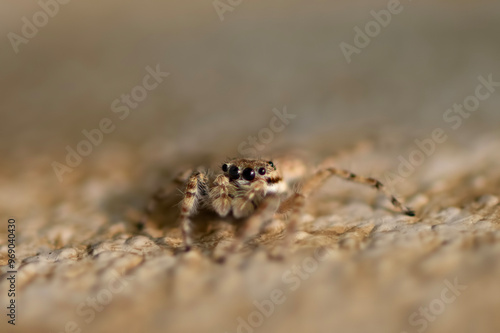 Gray Wall Jumping Spider Menemerus bivittatus photo