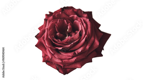 Rose flower on transparent background, Generative ai.