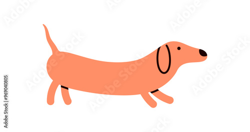Sausage dog, canine animal, tongue out, cute funny dachshund breed, long doggy strolling, lovely kawaii puppy, adorable wiener sausage dog walking on white background flat vector illustration.