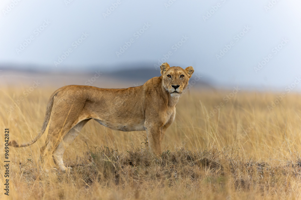 A female lioness shows interest towards the photographer as sunrises over Masai Mara, Kenya A female lioness shows interest towards the photographer as sunrises over Masai Mara, Kenya