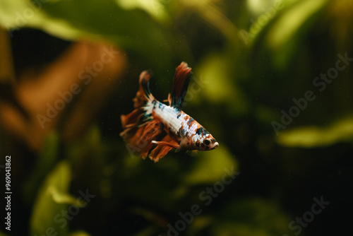 koi betta fish in aquarium full of plants