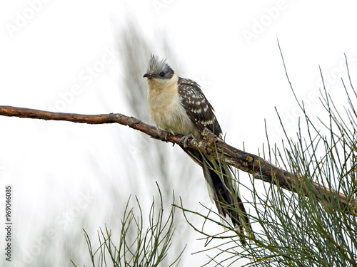 Great spotted cuckoo (Clamator glandarius)