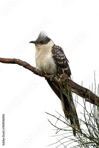 Great spotted cuckoo (Clamator glandarius) photo