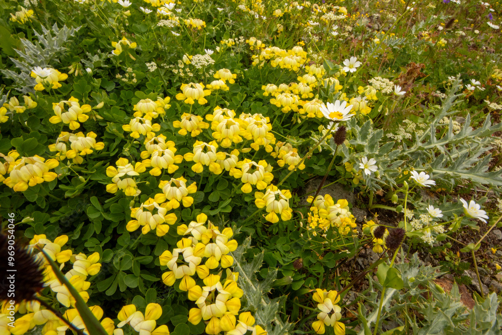 Obraz premium Coronilla balansae